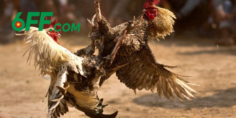 Đà Gà 6FF - Trải Nghiệm Chơi Đá Gà Trực Tuyến Đẳng Cấp 2025 3 Bật mí mẹo chơi từ cao thủ giúp anh em dễ dàng đá gà thắng lớn